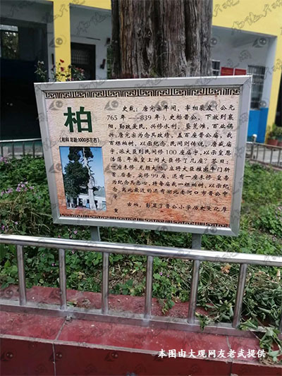晋公柏.jpg