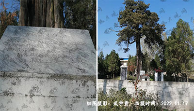 杨义柏.jpg