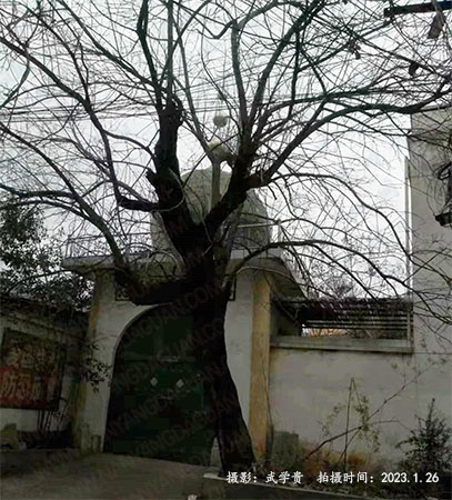 内乡红叶树.jpg