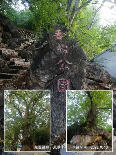 小水青檀树.jpg