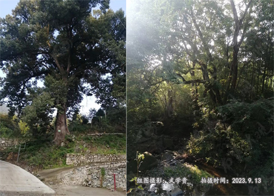 西大沟树.jpg