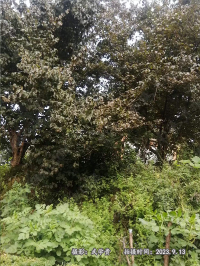 蒿坪山茱群.jpg