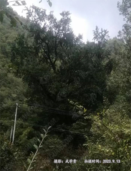 草湖峪树.jpg