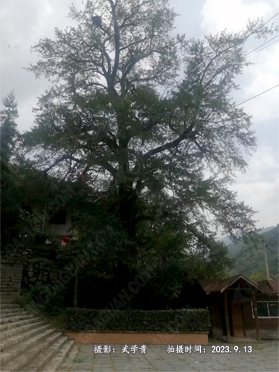 下庵银杏.jpg