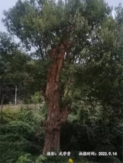 西鱼库柳.jpg