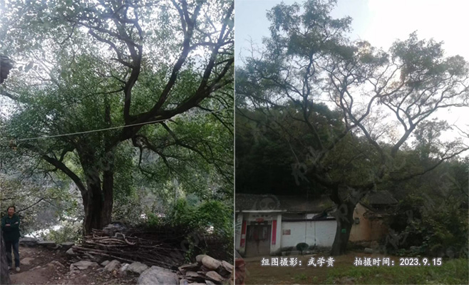 东万沟树.jpg