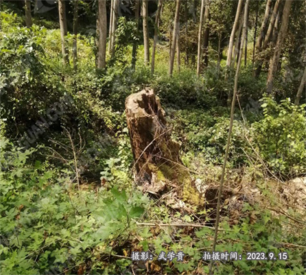 界牌树.jpg