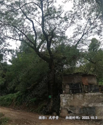 八庙树.jpg