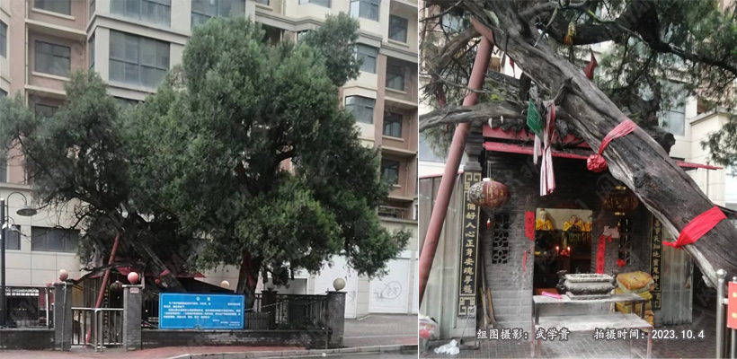 马营柏庙.jpg